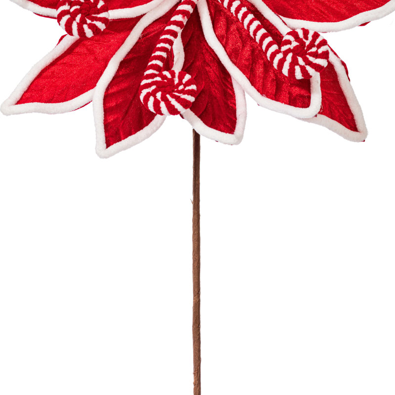 Tiges de poinsettia