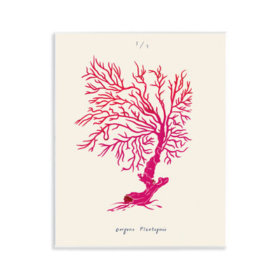  «Sea Fauna Coral» par Marina Astudillo