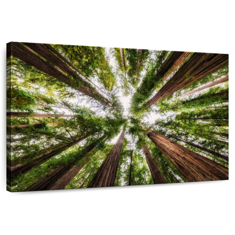 Harnek Jedediah Smith State Redwood Forest, 16" H x 24" W