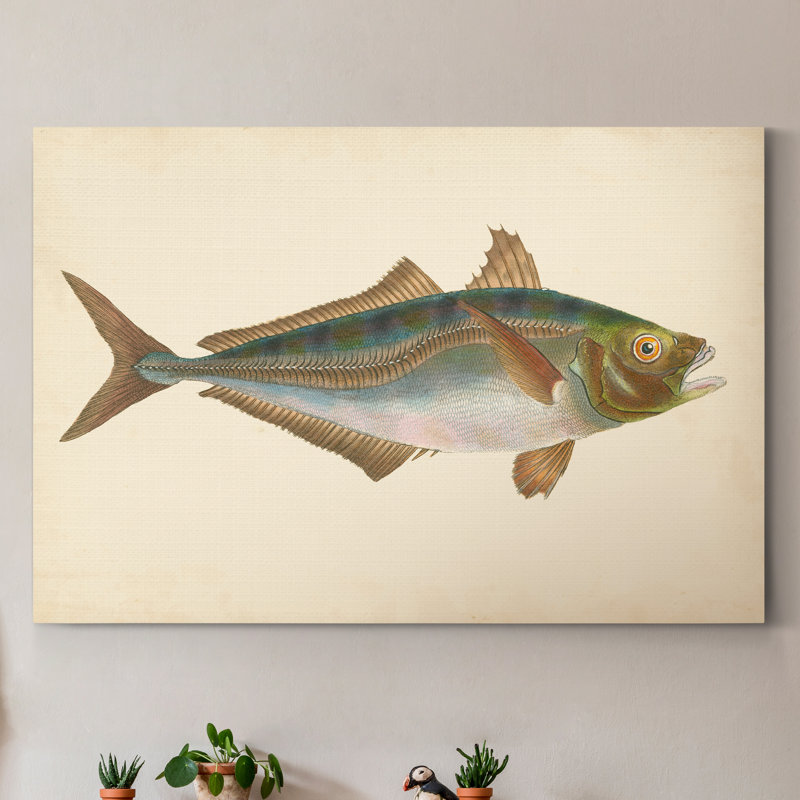" Donovan Antique Fish III ", 18" H x 27" W