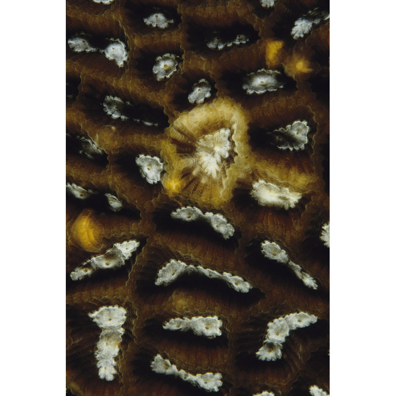 Discovery Malaysia by Beverly Factor - Graphic Art, 91 cm H x 61 cm W, Wrapped Canvas