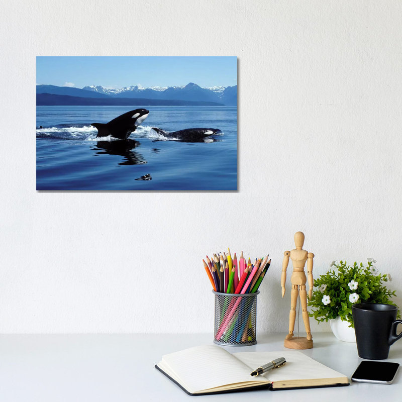 Killer Whales Breaching In Icy Strait, Southeast Alaska by VWPics - Wrapped Canvas Print, 20.32 cm H x 30.48 cm W