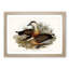 Whistling Ducks by Elizabeth Gould - Picture Frame Painting Print-55612114-55612113