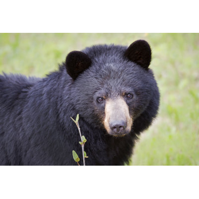 Black Bear Face - Wrapped Canvas Print