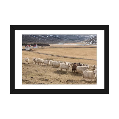 «Flock of Islandic Sheep» par Panoramic Images - Reproduction giclée sur toile tendue sur châssis