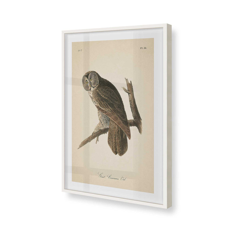 Impression d'un hibou perché dans un, Cadre opaque blanc, H 15 po x l 12 po x P 1,25 po
