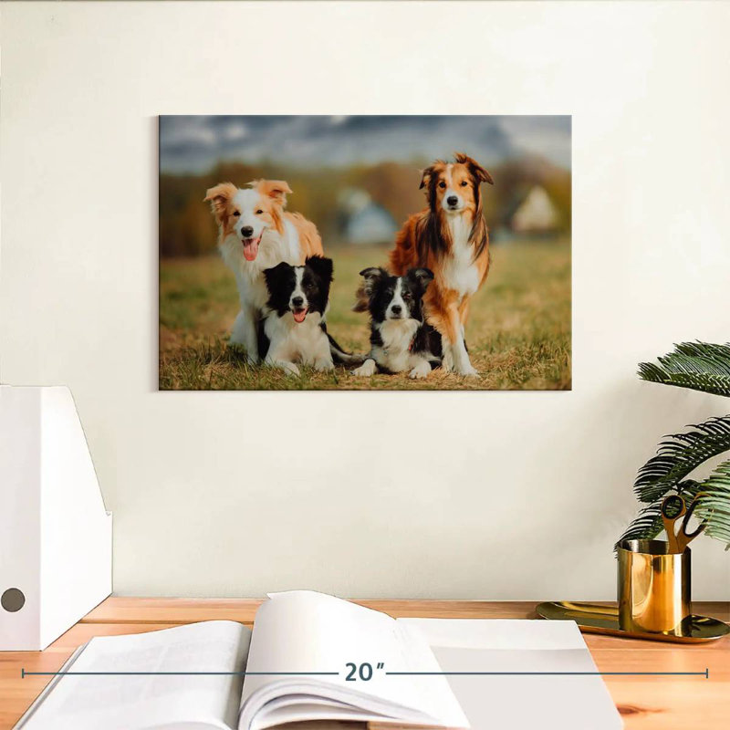 Crowle Border Collie - chiens, H 8 po x l 12 po