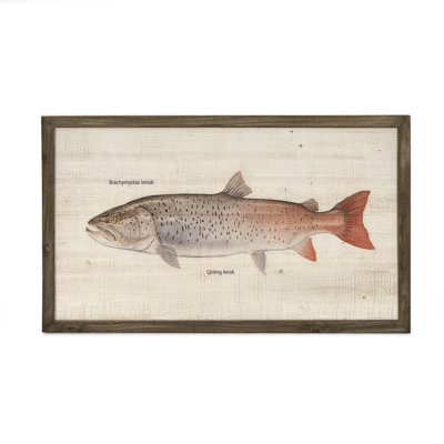 Qinling Lenok Print