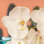 Pulvérisateur en faux orchidée phalaenopsis-190220914