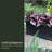 Selevae Resin Planter Box with Water Reservoir-1028672285-1028672224