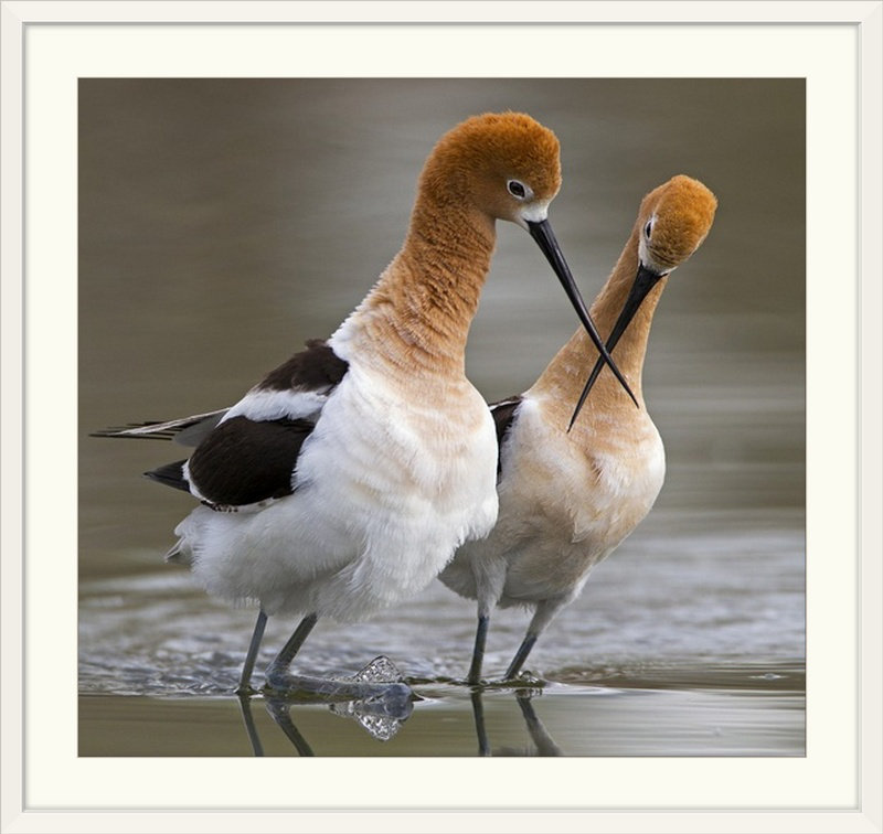«Straub 'Love Crossing», reproduction de photo, H 27 po x l 28 po x P 1 po, Cadre blanc