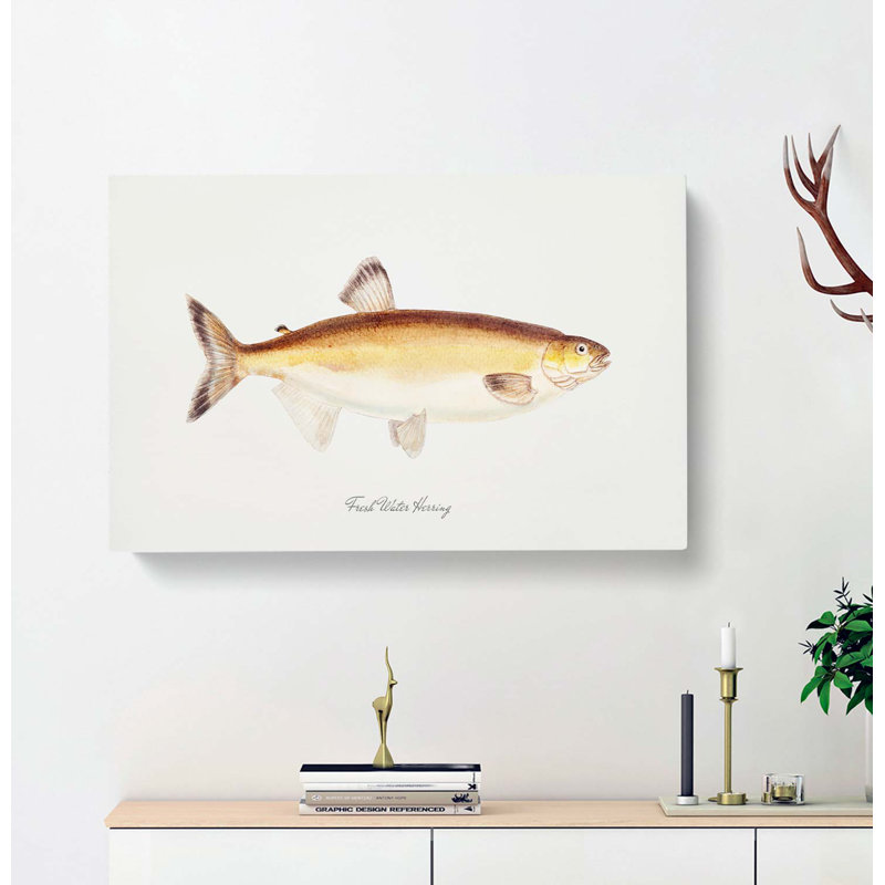 Illustration of a Freshwater Herring by F.E. Clarke - Wrapped Canvas, 35cm H x 50cm W x 3cm D