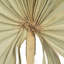 Palm Plant