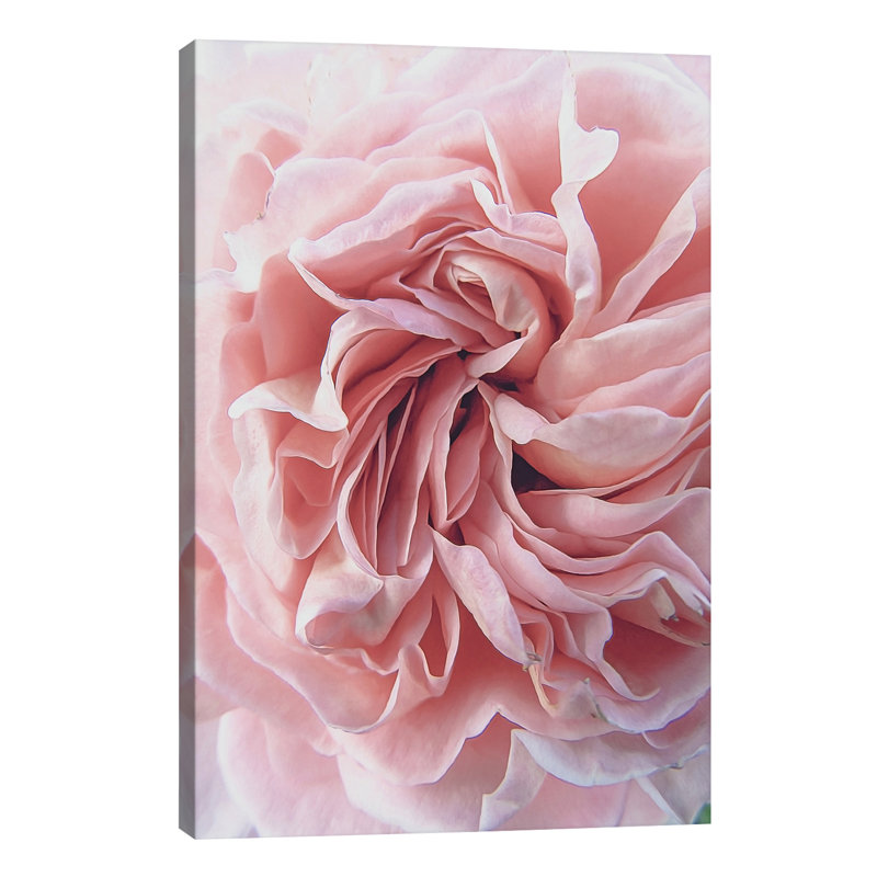 Rose by Urban Epiphany - Wrapped Canvas Print, 66.04 cm H x 45.72 cm W x 3.175 cm D