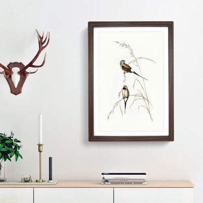 Long-Tailed Grass Finch by Elizabeth Gould - Framed Print