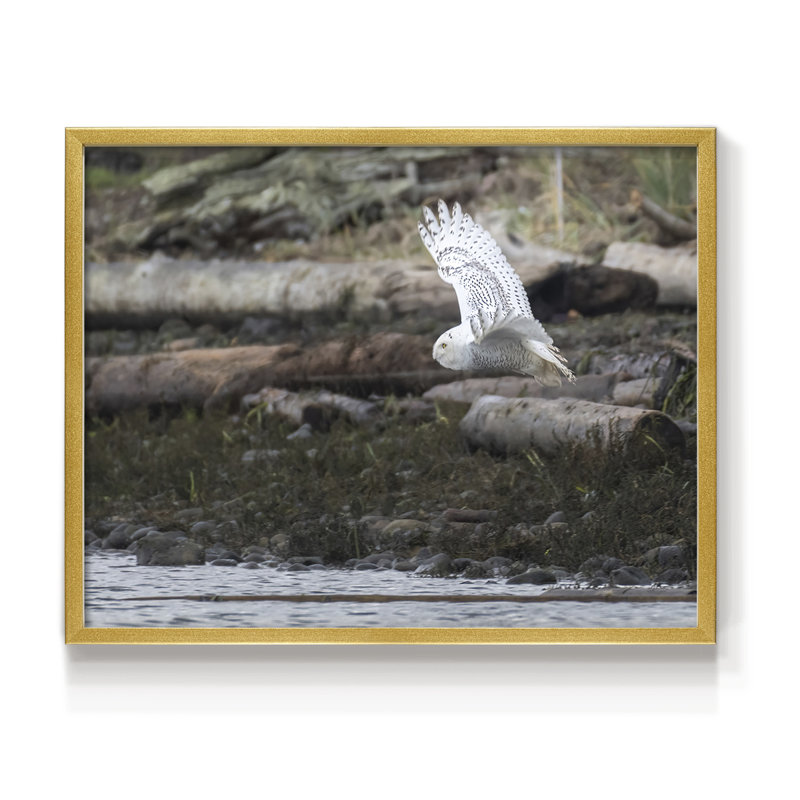 Solo Flight -Framed Print - Restickable, 8" H x 10" W