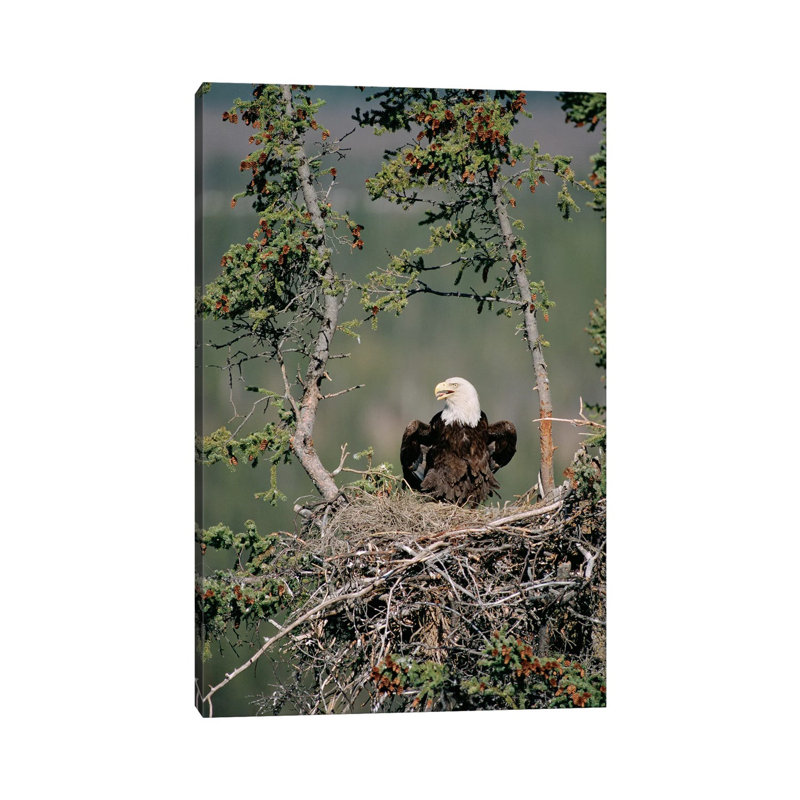Bald Eagle Calling On Nest, Alaska by Michael Quinton - Wrapped Canvas Gallery-Wrapped Canvas Giclée, 20.32 cm H x 30.48 cm W