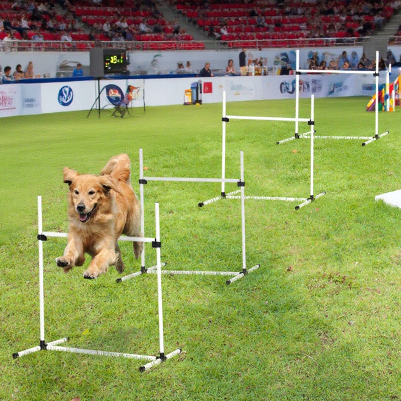 Équipement de dressage pour chien