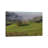 USA, Oregon, Whistler's Bend County Park. Overview Of Sheep In Pasture. by Jaynes Gallery - Wrapped Canvas Gallery-Wrapped Canvas Giclée-1245940101
