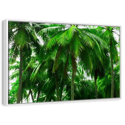 Palmier forêt