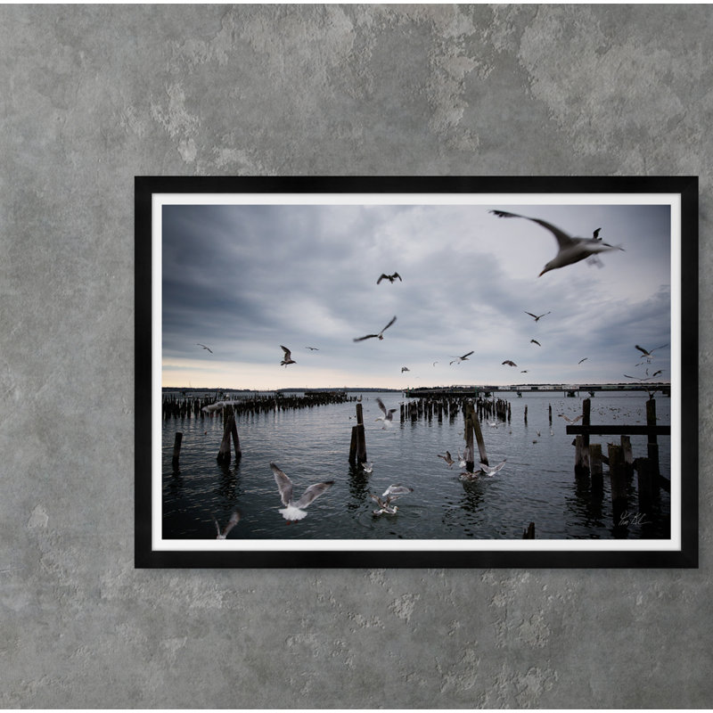 Gull Gathering - Photographie avec cadre photo