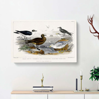 Gulls And Tern Birds by Oliver Goldsmith - Wrapped Canvas Painting
