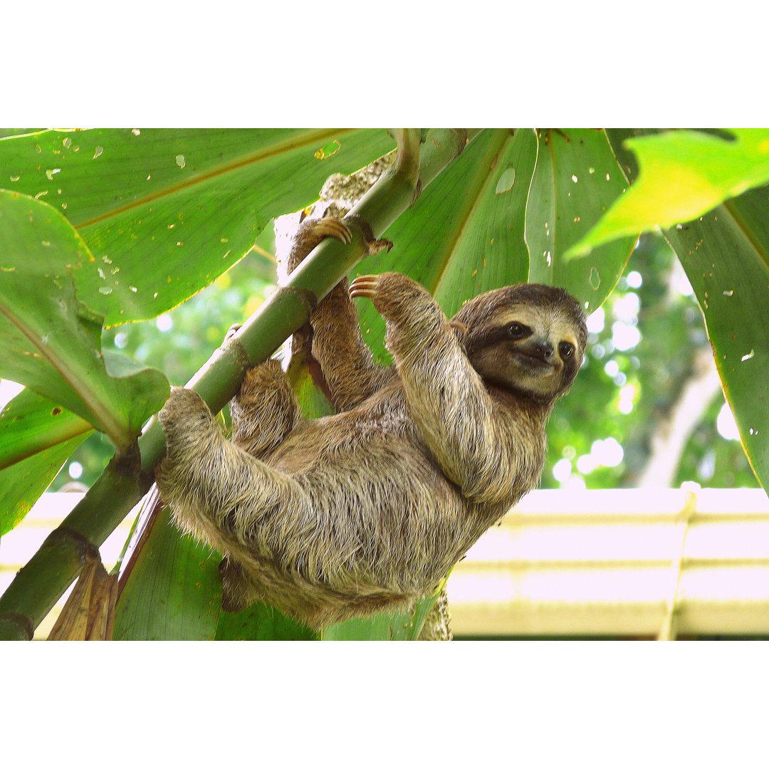 Sloth In Puerto Viejo, Costa Rica - Wrapped Canvas Print