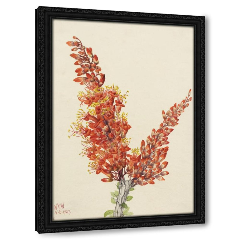 Ocotillo (Fouquieria splendens) (1927)
