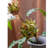 Artichoke Arrangement-1438042116