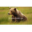 Your Lifestyle by Donna Sharp Brown Bear Cabin 3PC Rustic Queen Quilt Set-413594341