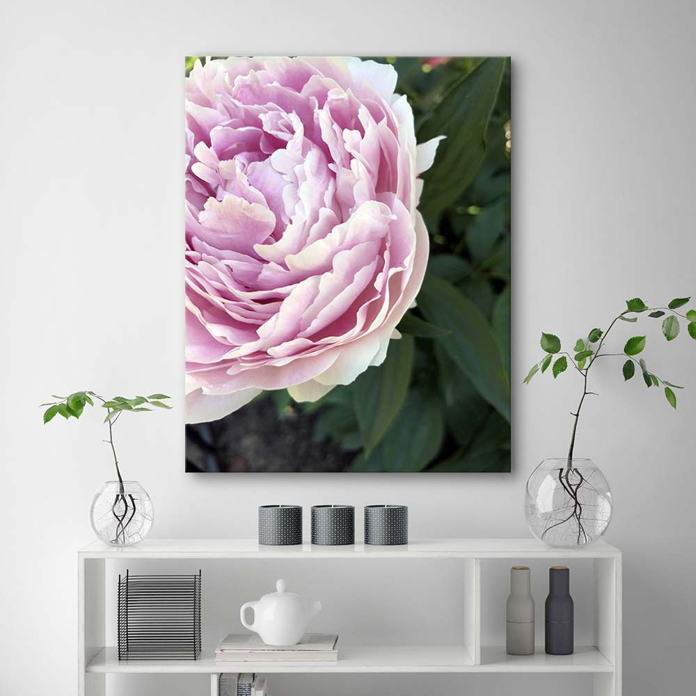 Leinwandbild Peony Flower Plant