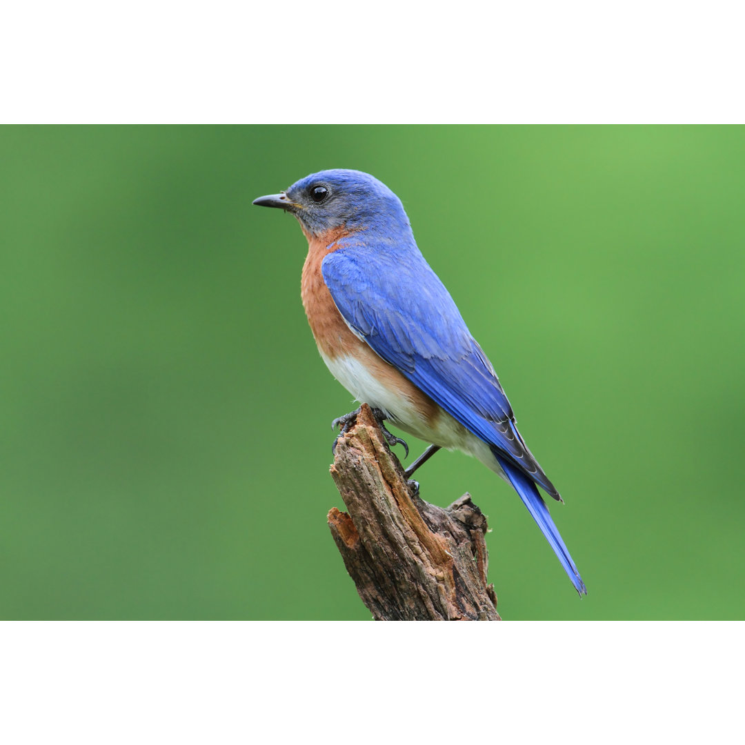 Leinwandbild Male Eastern Bluebird (Sialia Sialis)