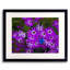 Purple Daisies Print by Tom Kostes