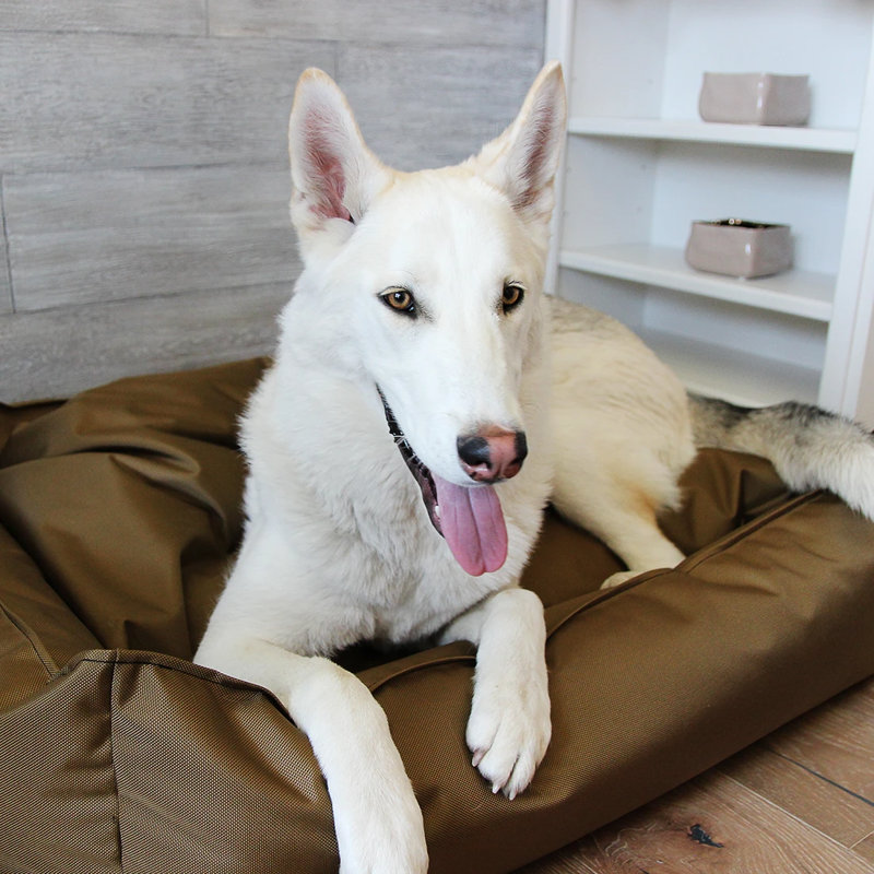 Lit pour chien Titan Citadel, Coyote brun clair, Moyen (l 37 po x P 32 po x H 10 po)