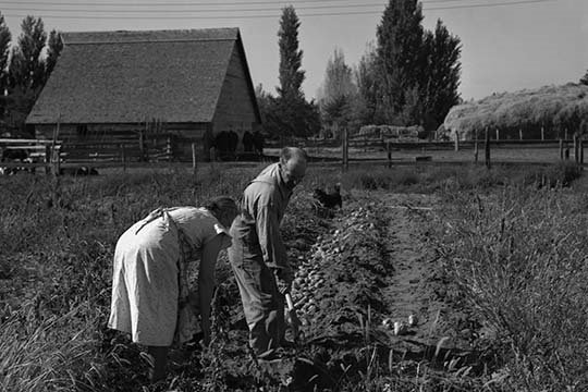 « coupler les pommes de terre douces » par dorothea lange, reproduction de photo, H 28 po x l 42 po x P 1,5 po