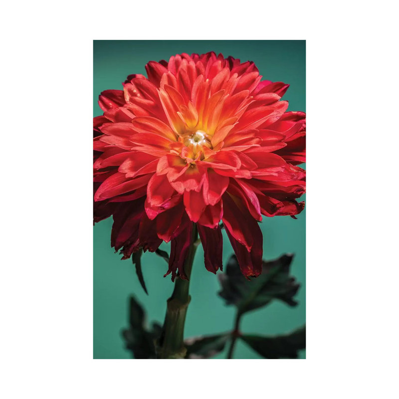 Red Chrysanthemum Flower by Glauco Meneghelli - Wrapped Canvas Print, 30.48cm H x 20.32cm W x 1.9cm D