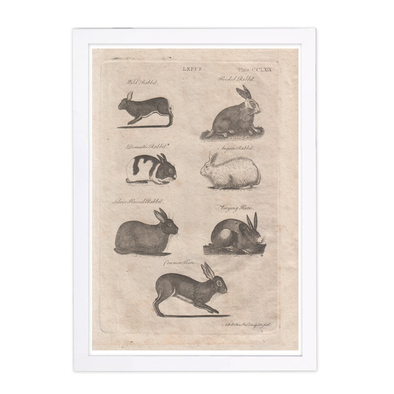 « lepus lapins », impression encadrée, H 13 po x l 19 po x P 0,75 po, Cadre blanc