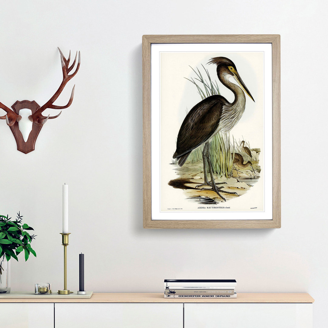 Great-Billed Heron by Elizabeth Gould - Picture Frame Painting Print