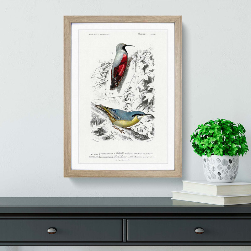 Bird Illustrations PL. 16 by Charles D' Orbigny - Single Picture Frame Painting, 33cm H x 24cm W x 2cm D, Oak Framed