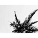 Find Me Under The Palms Print by Kristen M. Brown