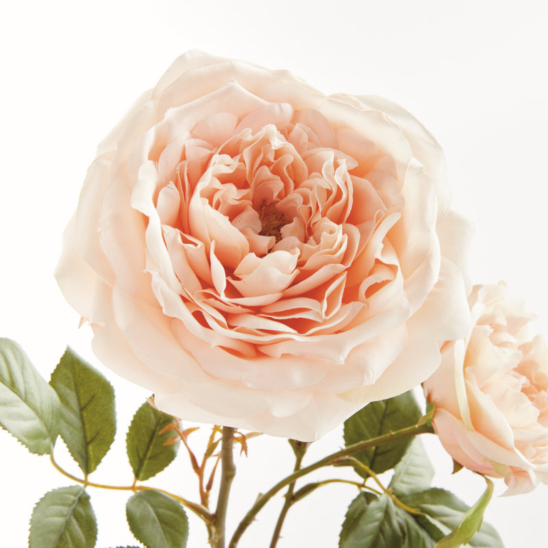 ENGLISH ROSE, Pink