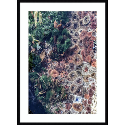 Ocean Curiosities by Shot by Clint Wood Framed Wall Art Print