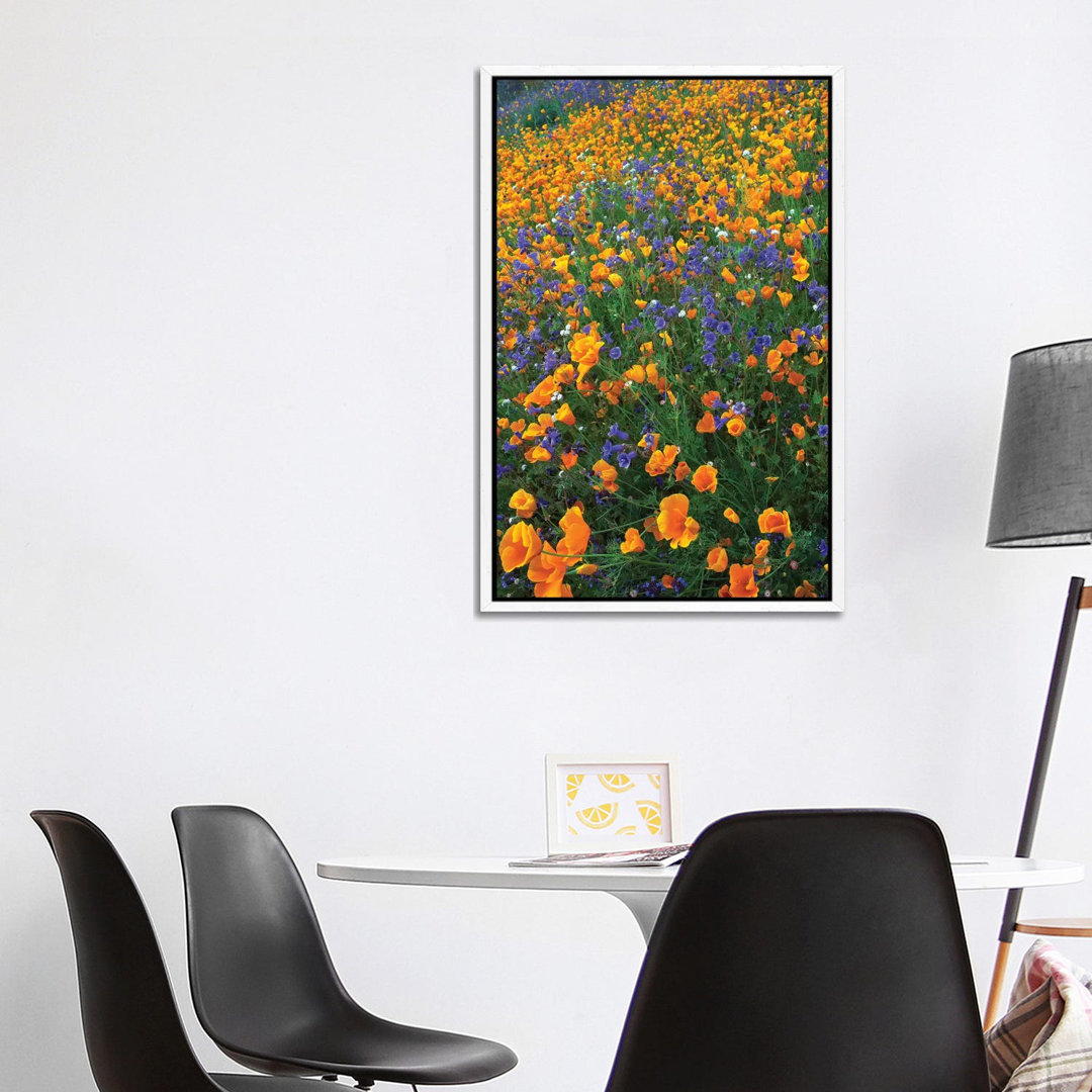 Kalifornischer Mohn und Wüstenblumen, Antelope Valley, Kalifornien II von Tim Fitzharris - Galerie-verpackte Leinwand Gi...