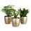 Live Low Light Houseplant Set