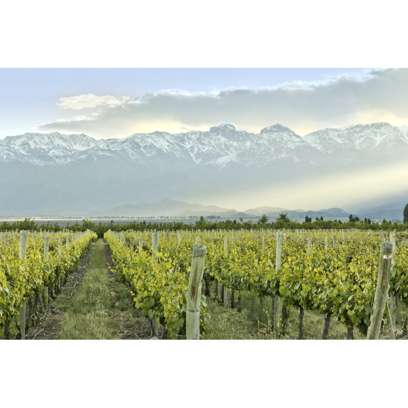 Vineyard In Mendoza by EAQ - Wrapped Canvas Print, 51cm H x 76cm W x 3.8cm D