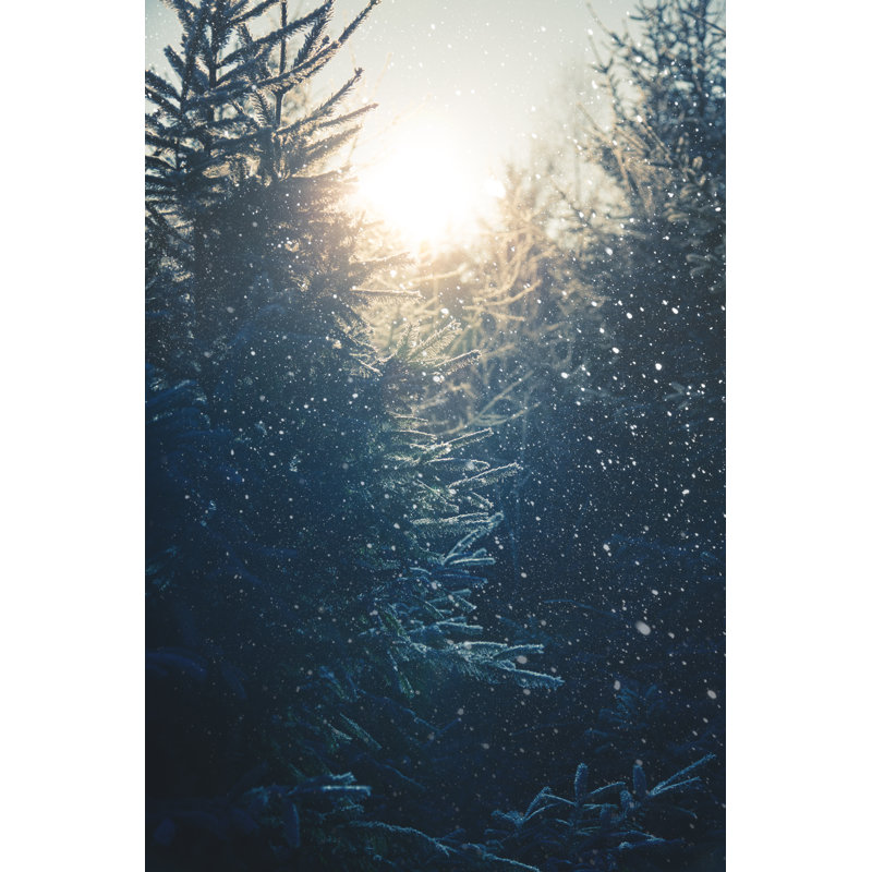 Snowfall In The Woods by Danilovi - Print, 91cm H x 61cm W