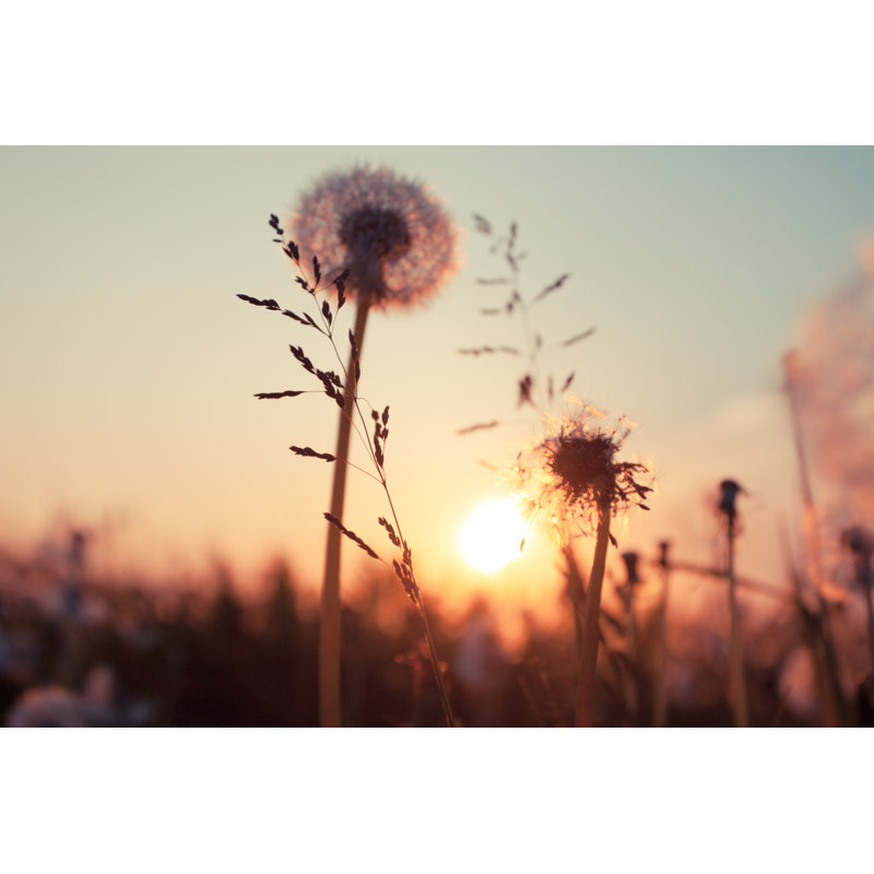Rural Field and Dandelion at Sunset 1 Piece Wrapped Canvas Wall Art, 20cm H x 30cm W x 3.8cm D