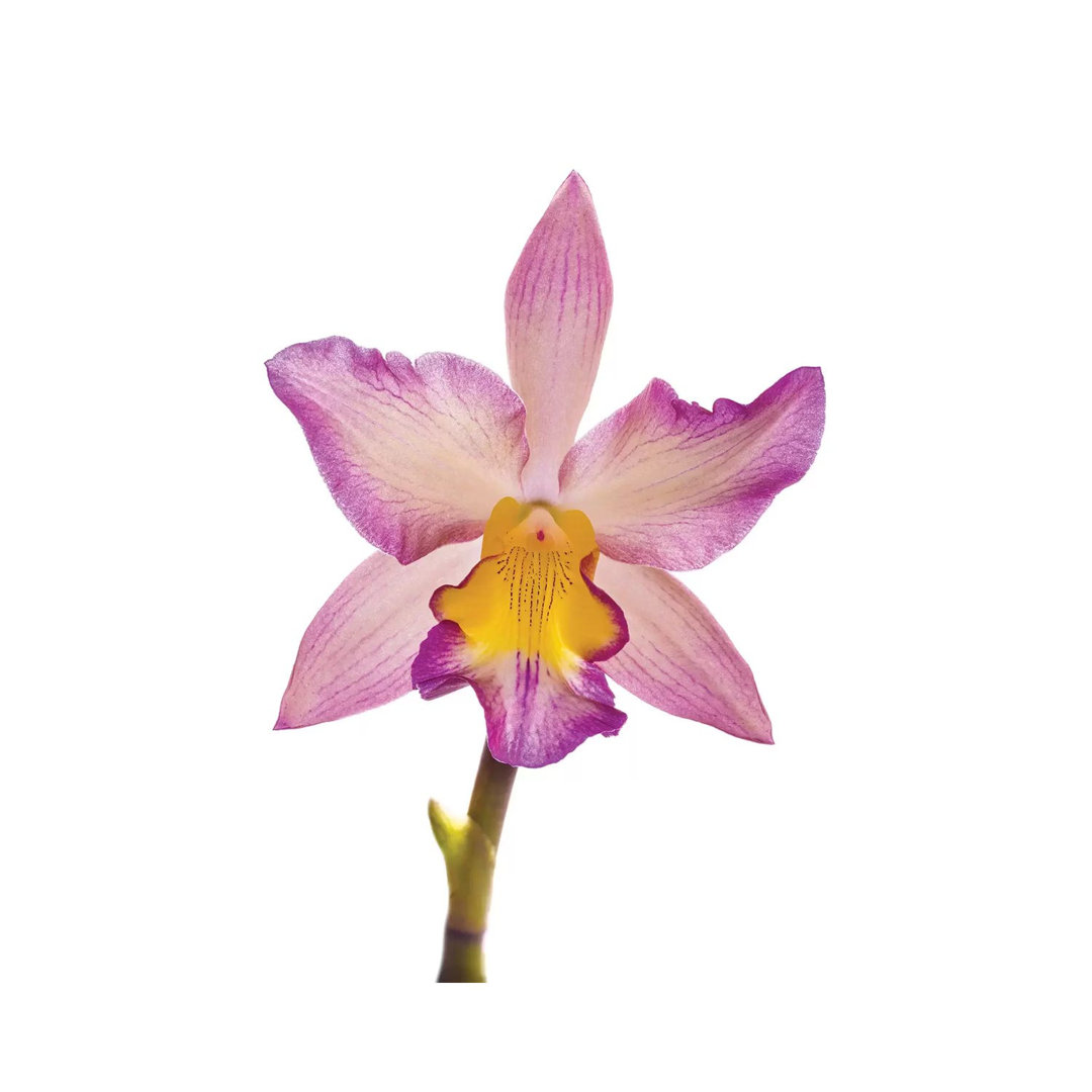 Nahaufnahme von blühenden Orchideenblüten