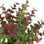 10 plantes