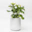 Pot à fleurs Steuben-393327735-393327732